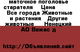 маточное поголовье старателя  › Цена ­ 2 300 - Все города Животные и растения » Другие животные   . Ненецкий АО,Вижас д.